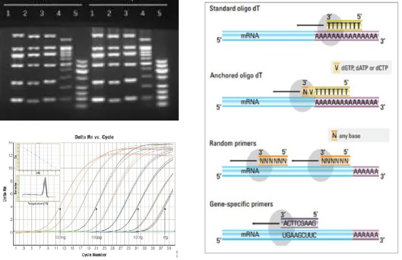 PCR相关